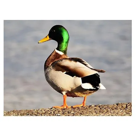 Tatil Evi Annemarie 4 *